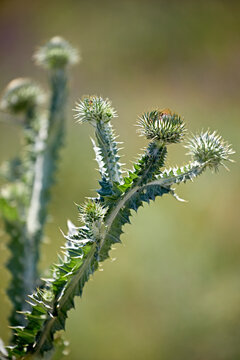 thistle spiky acanthoid macro