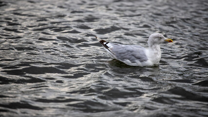 Möwe schwimmt auf dem Wasser