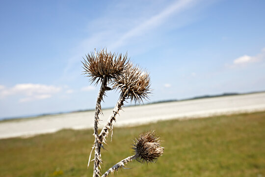 thistle spiky acanthoid macro