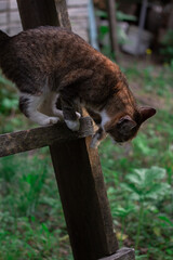 A tricolor cat comes down the stairs. Part 1.