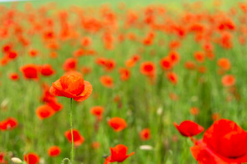 Field of poppies close up.