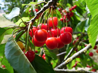 Some red cherries on a tree just before picking.