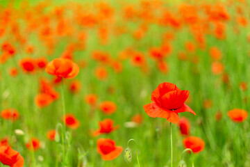 Field of poppies close up.