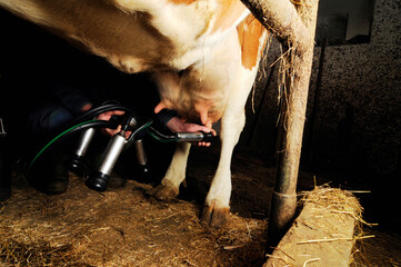 milking cow in the cowshed