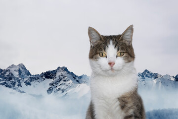 Fototapeta premium Cat 