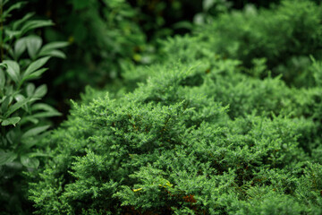 Coniferous plants, thuja evergreen ornamental