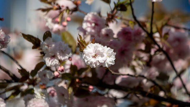 Bl&uuml;hende Kirschbl&uuml;te im Fr&uuml;hling