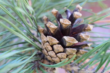 pine cone super close up