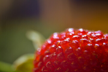 Close up of a wild strawberry with blurry background