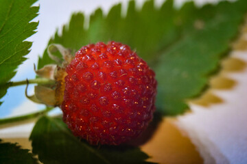 Close up of a wild strawberry with green leaves. Macro photography morango selvagem