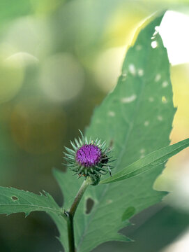 รูปภาพHiraoka – เลือกดูภาพถ่ายสต็อก เวกเตอร์ และวิดีโอ77 | Adobe Stock