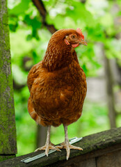 Brown chicken stands on the flesh against the backdrop of a garden in the countryside