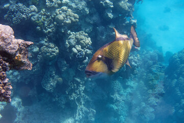 Naklejka na ściany i meble Titan triggerfish (Balistoides viridescens) in Red Sea