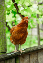 Brown chicken stands on the flesh against the backdrop of a garden in the countryside