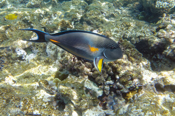 Sohal surgeonfish (Acanthurus sohal) in Red Sea