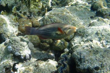 Female Bridled parrotfish or Sixband parrotfish (Scarus frenatus) in Red Sea