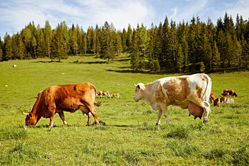 Fototapeta na wymiar cows, grass, dairy, farm. meadow