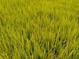 Close up of rice with natural background. The rice is on the seedbed. The rice looks so yellow and green.