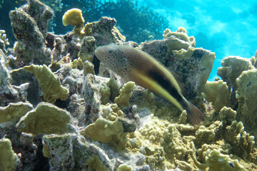 Black-sided hawkfish (Paracirrhites forsteri) in Red Sea