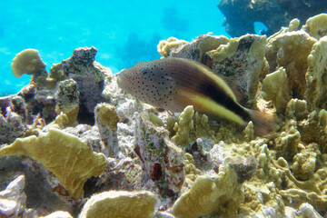 Naklejka na ściany i meble Black-sided hawkfish (Paracirrhites forsteri) in Red Sea