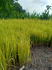Fototapeta premium Close up of rice with natural background. The rice is on the seedbed. The rice looks so yellow and green.