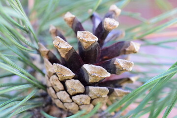 pine cones on a branch