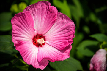 Bright pink flower of hibiscus Hibiscus rosa sinensis on green background. Karkade native to tropical regions. Hawaiian wild pink Hibiscus Plant. Hibiscus comprising several hundred species