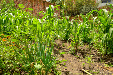 natural plants, corn plant, and rue