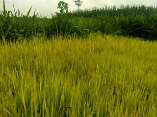 Close up of rice with natural background. The rice is on the seedbed. The rice looks so yellow and green.