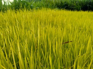 Close up of rice with natural background. The rice is on the seedbed. The rice looks so yellow and green.