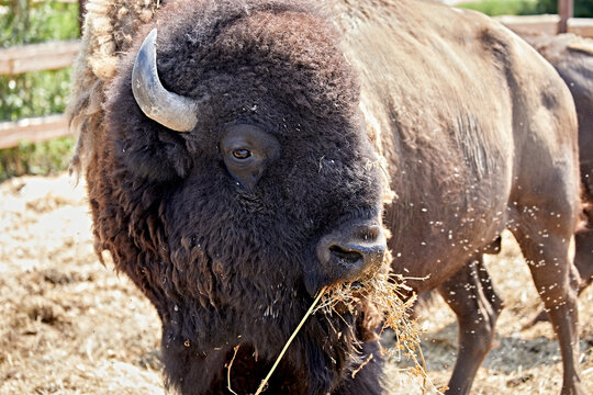bison, bull, horns, buffalo, wild, male, danger