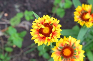 Gaillardia  (common name blanket flower). Gaillardia 'Fanfare'.Unpretentious flowers for ornamental use. Selective focus.
