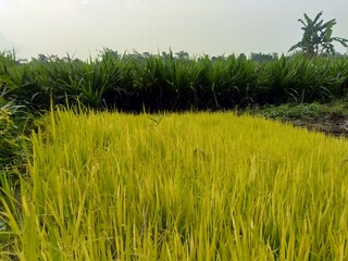 Close up of rice with natural background. The rice is on the seedbed. The rice looks so yellow and green.
