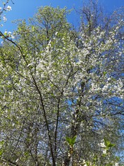 blooming cherry tree