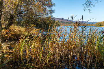 Fototapeta premium Bullrushes loch Kinnaird