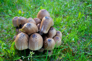 Closeup wild brown mushrooms Coprinellus micaceus growing in green grass