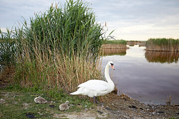 white swan, water, bird, lake, cute