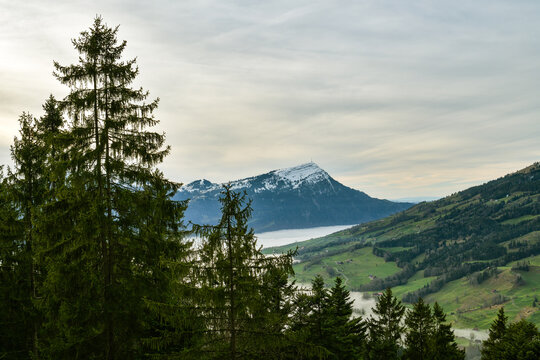 View on Mount Rigi hiding behind the tree