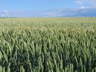 Fields in the north of France. (Flavacourt, Oise department, june 2020)