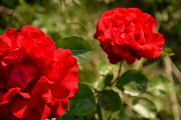 two big red roses on a green blured background. rose grows outside