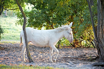 white donkey albino cute farm 