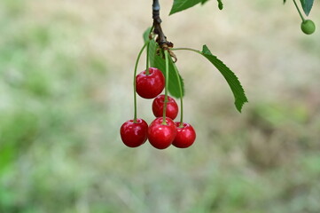 Group of cherry fruits on tree