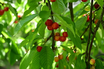 cherry fruits on tree