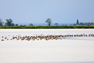 water birds lake scenic