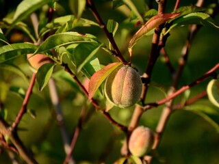 unripe peaches on branch of peach tree growing in the garden.  