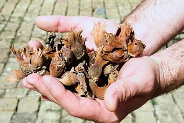 hazelnuts in hand