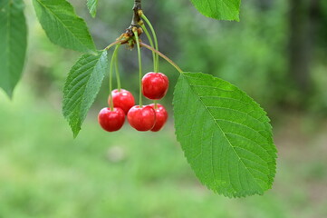 Group of cherry fruits on tree