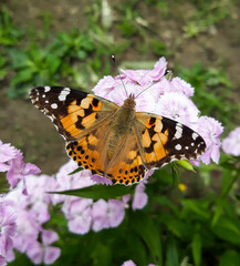 Fototapeta na wymiar Open winged shots of a brown Painted lady butterfly (vanessa cardui or cynthia cardui) feeding on pink dianthus flower