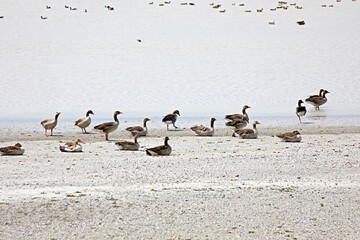 water birds beach lake goose