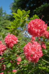 pink flowers in the garden